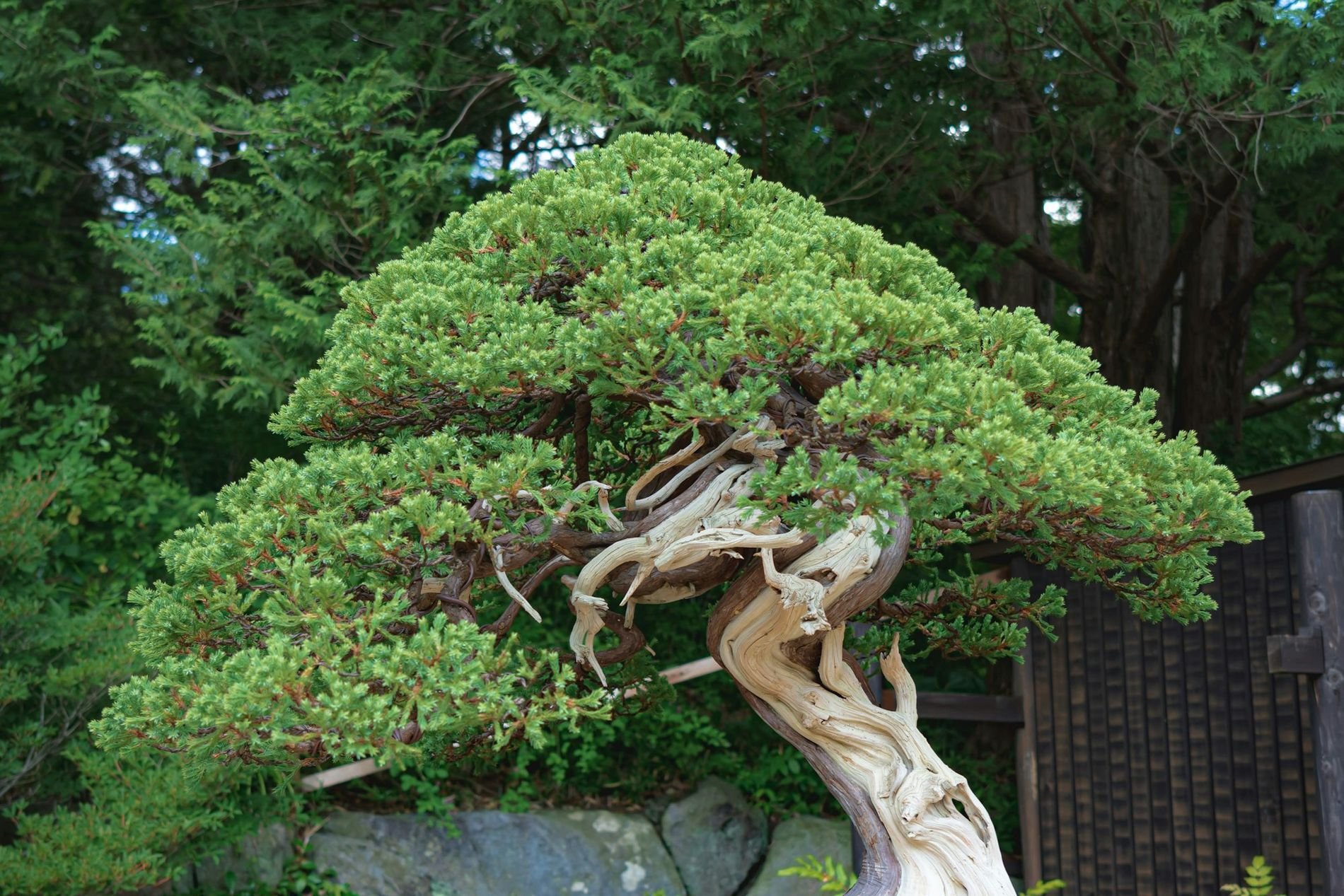 Bonsai & Tea at a Bonsai Museum