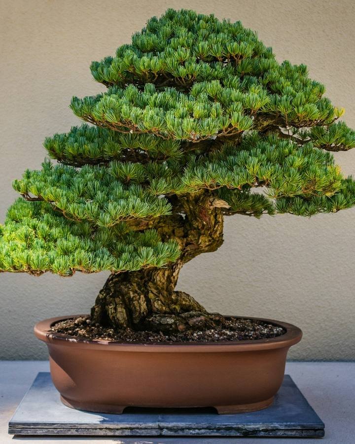 Introductory Bonsai in Hyogo
