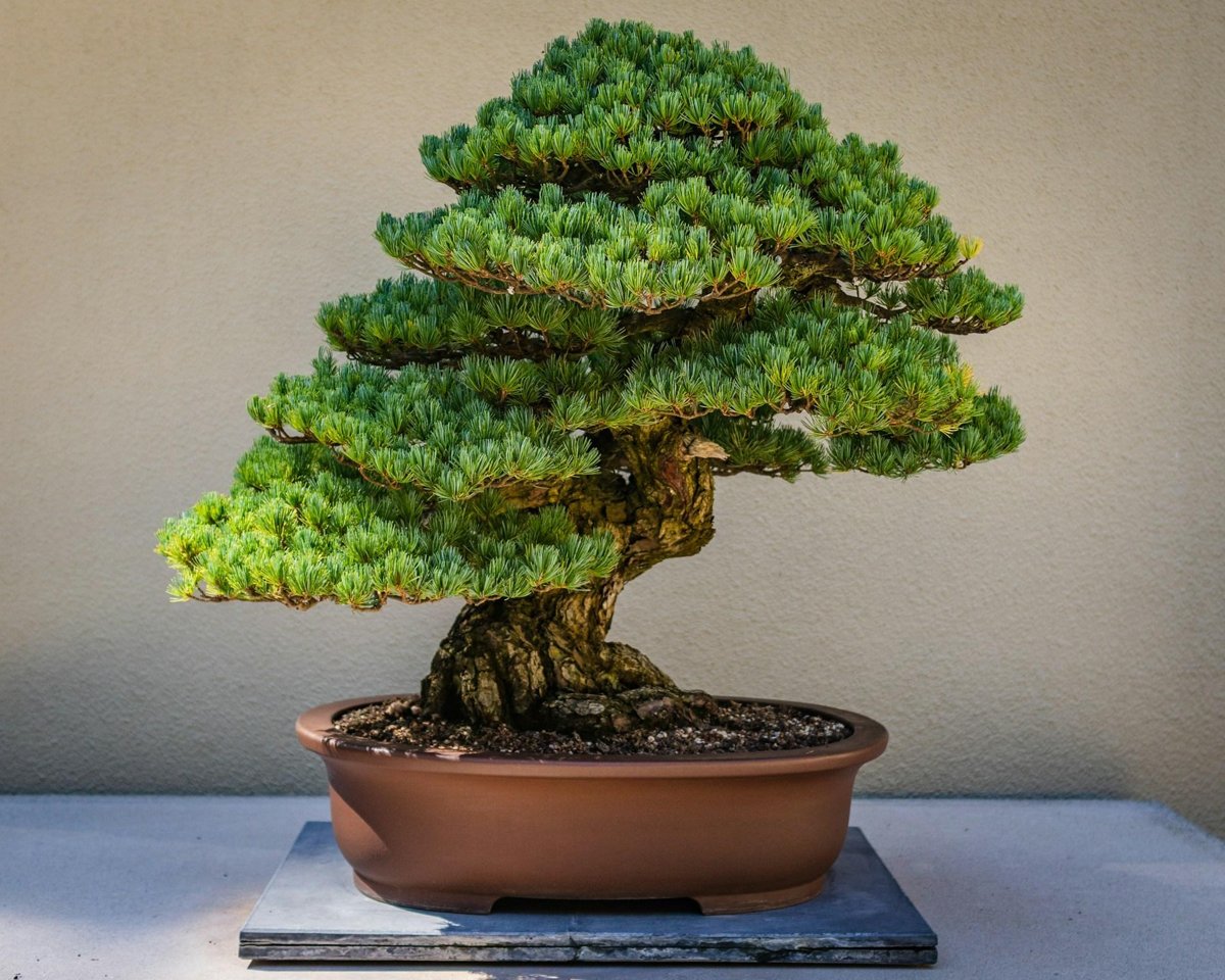 Introductory Bonsai in Hyogo