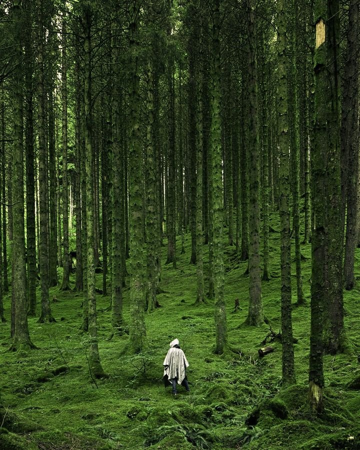 Forest Zazen & Tea Below Mount Fuji