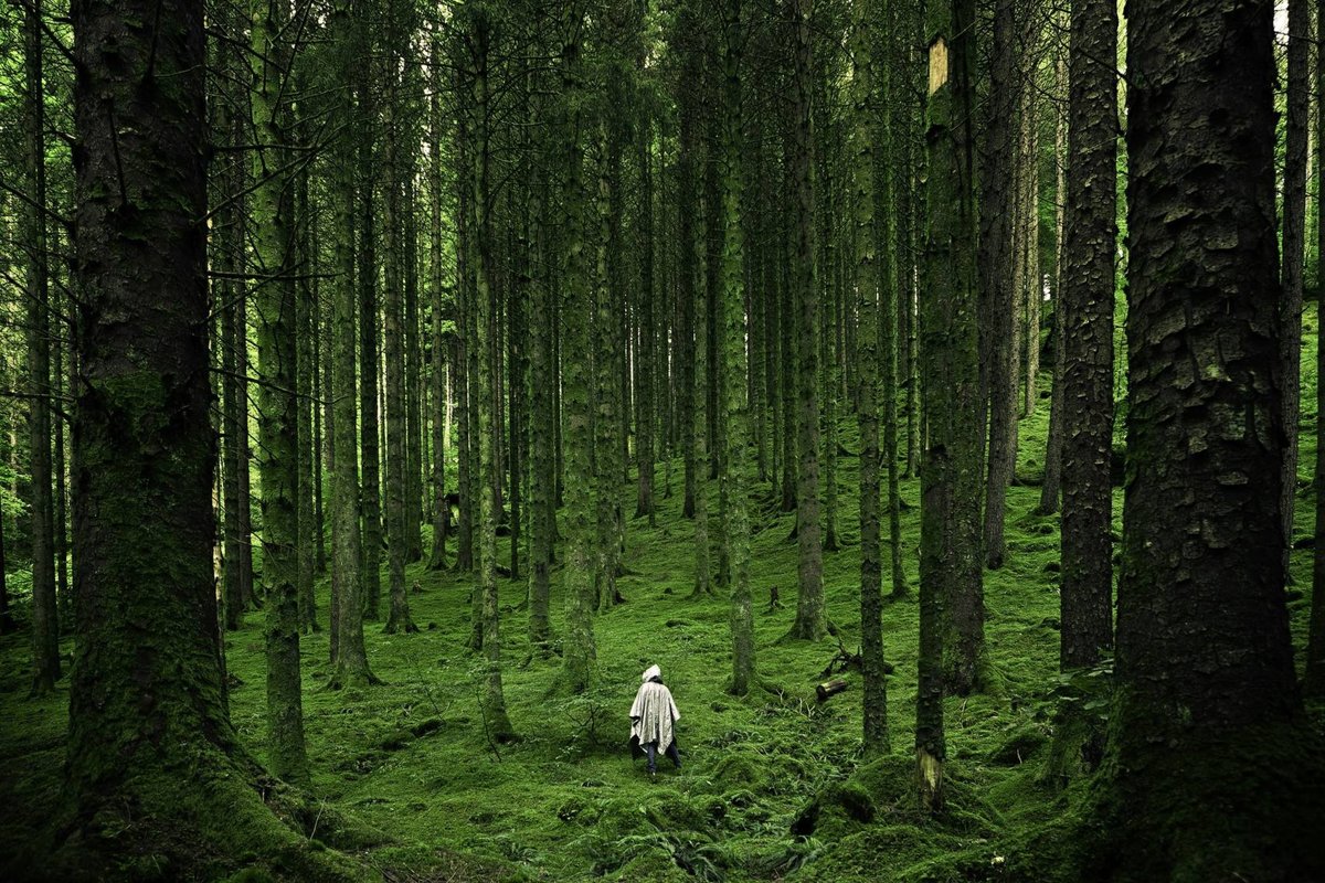 Forest Zazen & Tea Below Mount Fuji