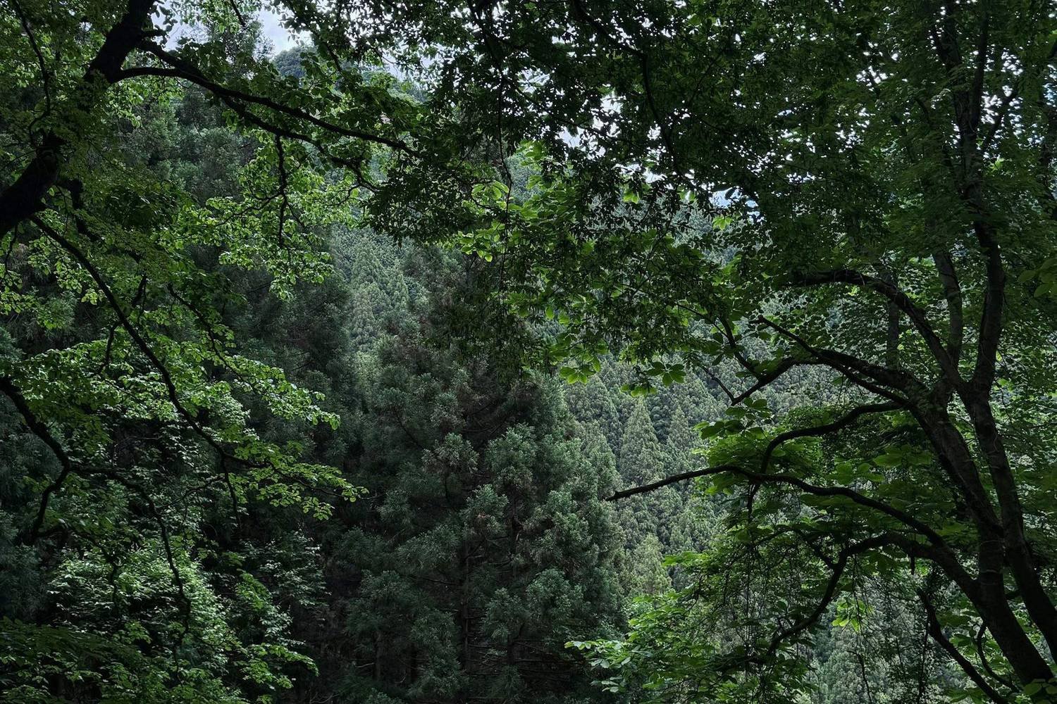 Mount Mitake Shrine Hike