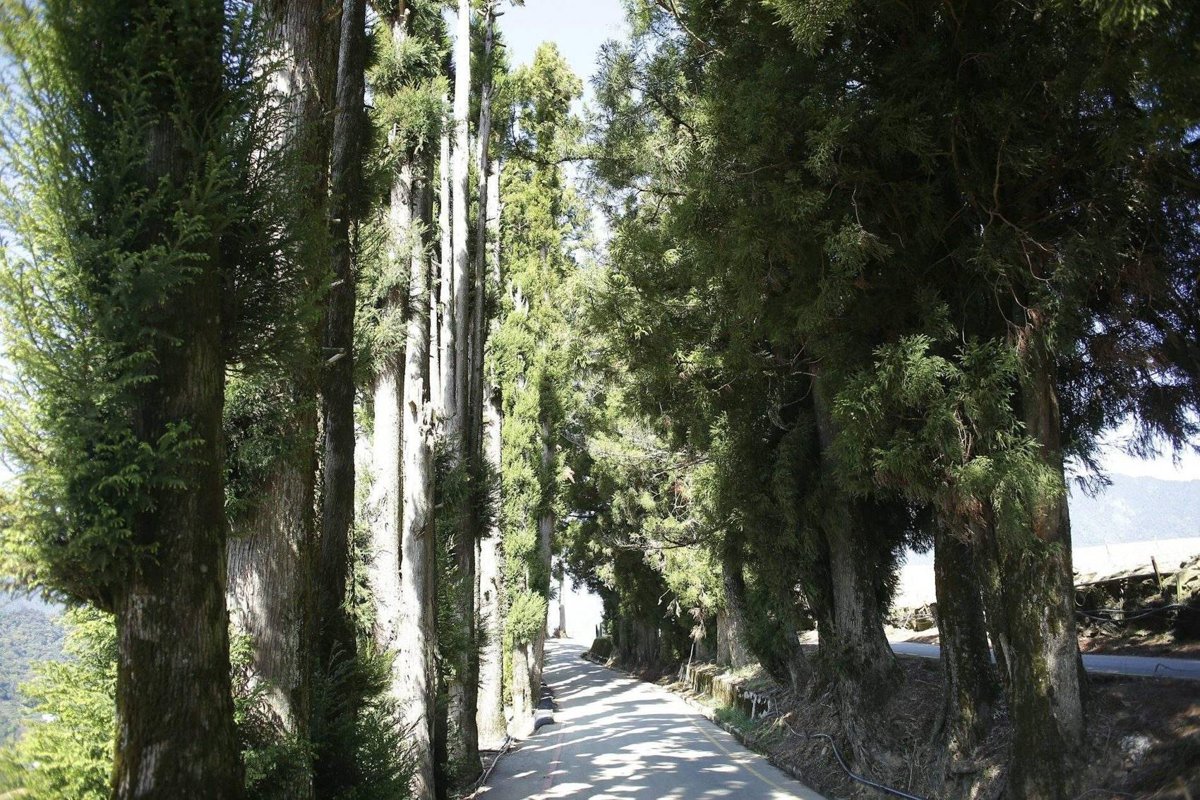 Old Tokaido Road Hike to Hakone Pass