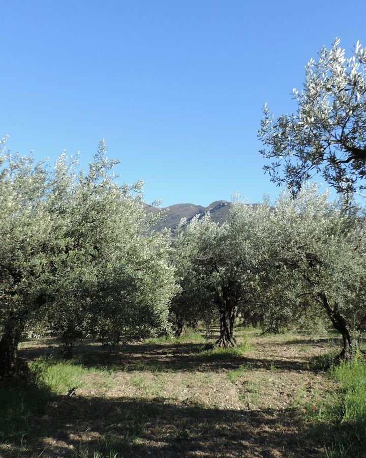 Olive Harvest & Lunch on Shodoshima