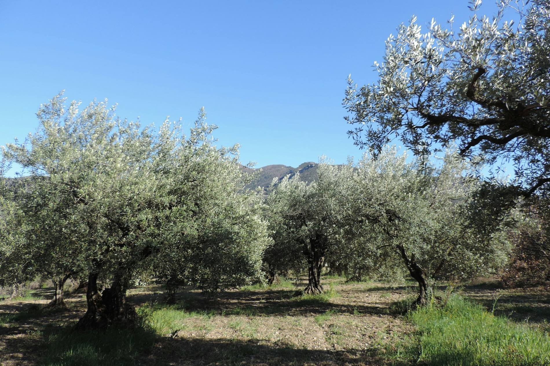 Olive Harvest & Lunch on Shodoshima