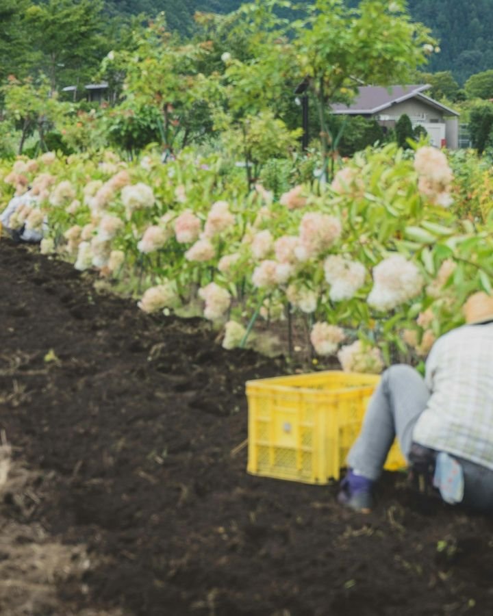 Teshima Island Farm Experience