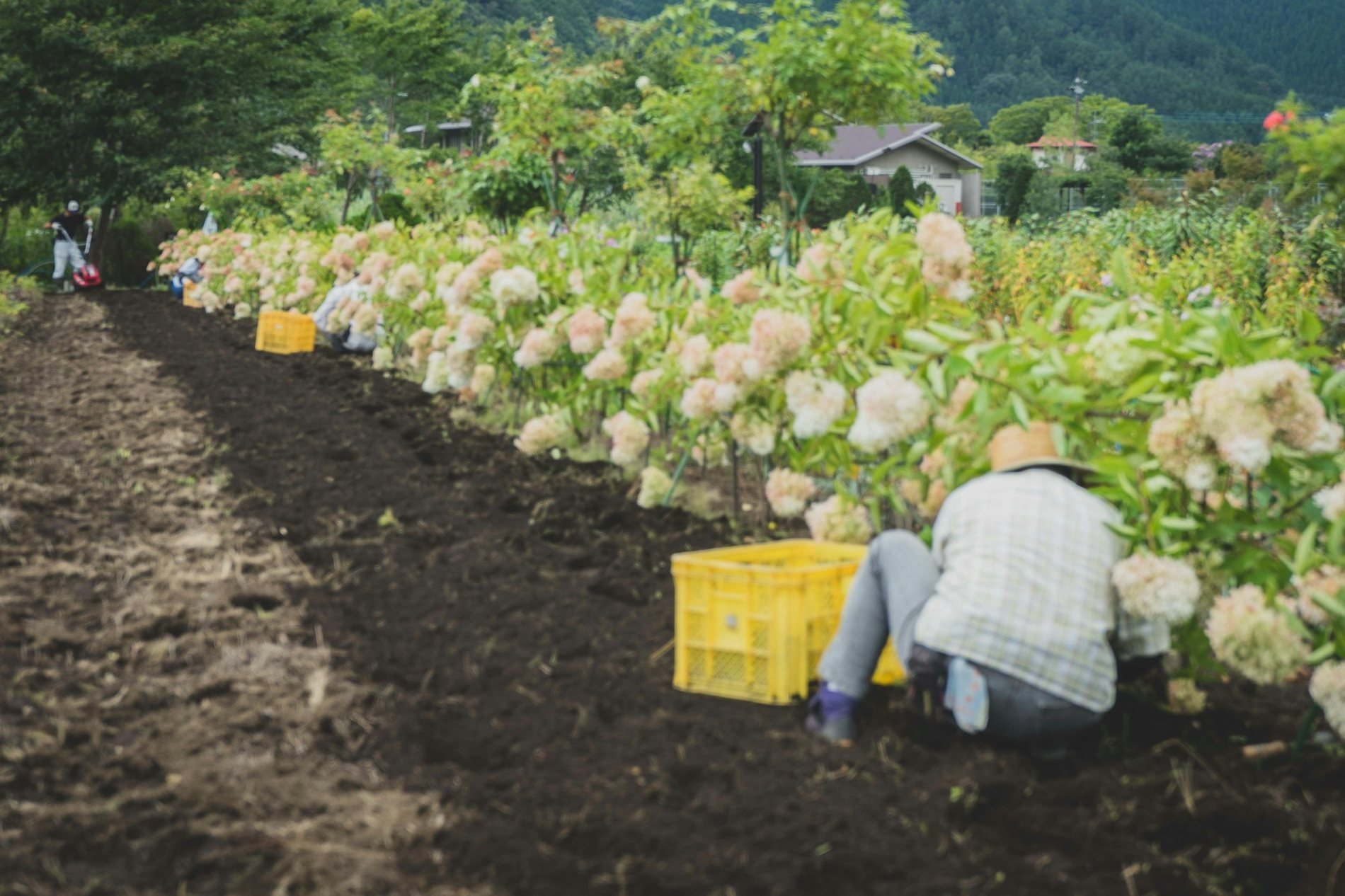 Teshima Island Farm Experience