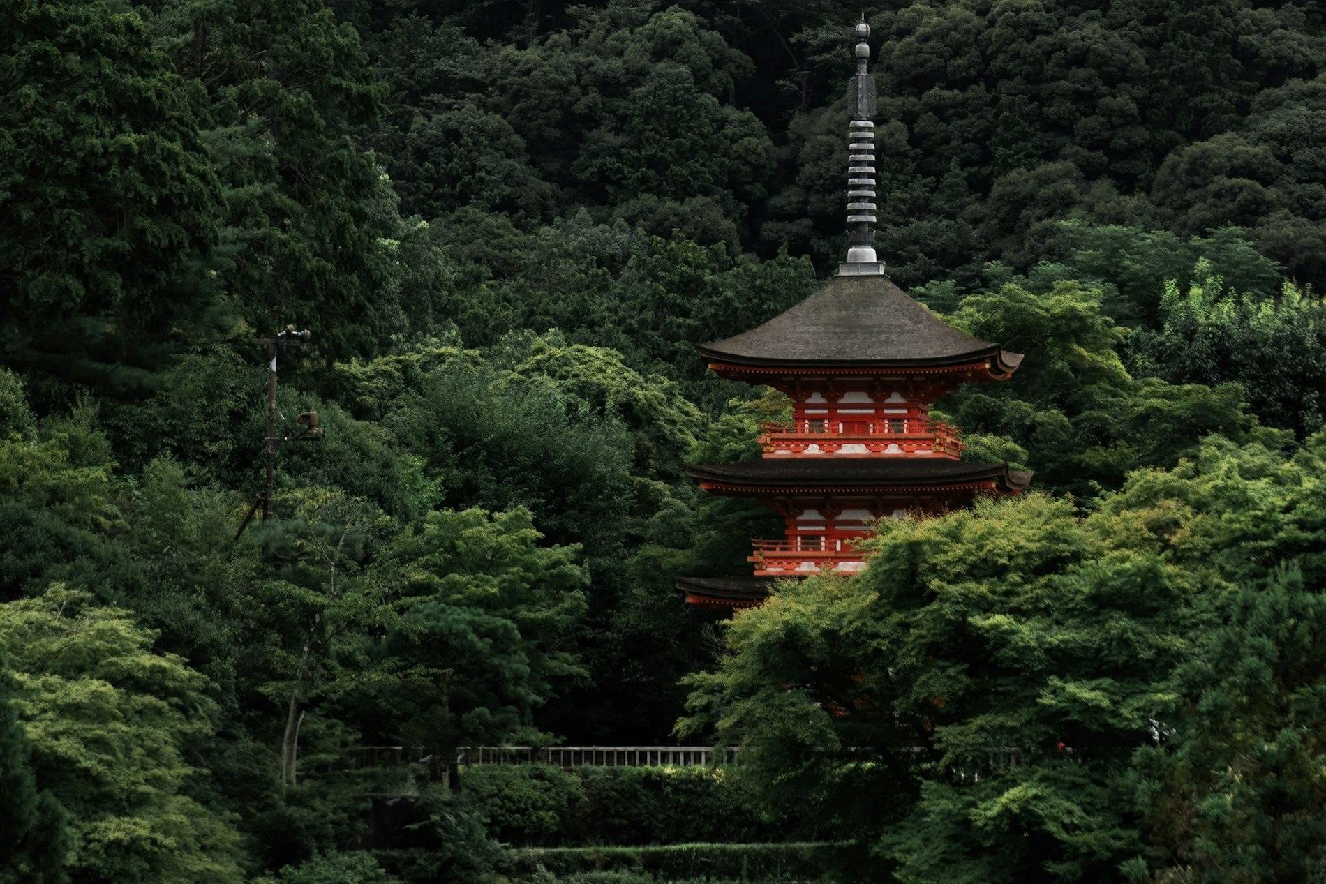 Forest Pilgrimage at Senkoji Temple