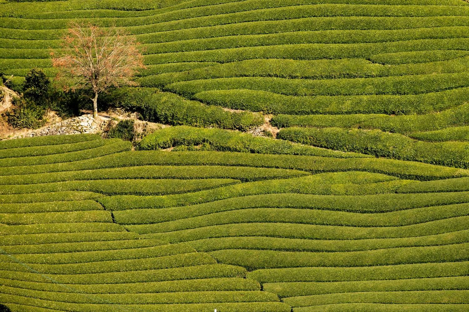Organic Tea Plantation Tour in Ujitawara