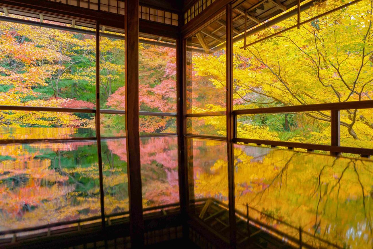 Autumn maples seen through the lattice windows of a Kyoto teahouse