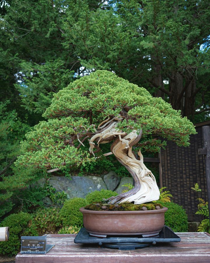 Bonsai & Tea at a Bonsai Museum