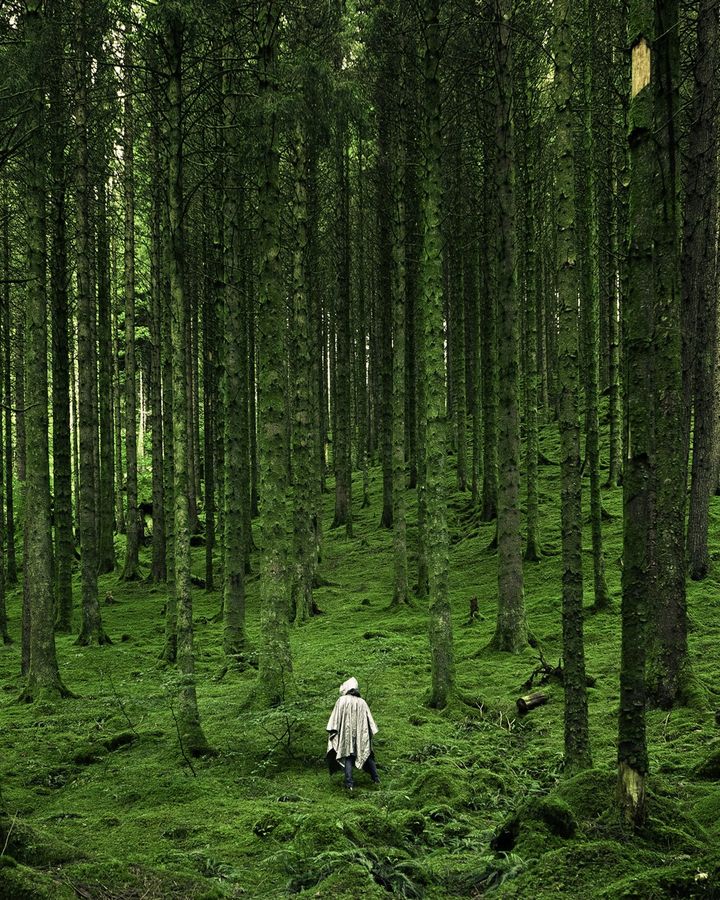 Forest Zazen & Tea Below Mount Fuji