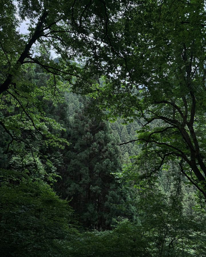 Mount Mitake Shrine Hike
