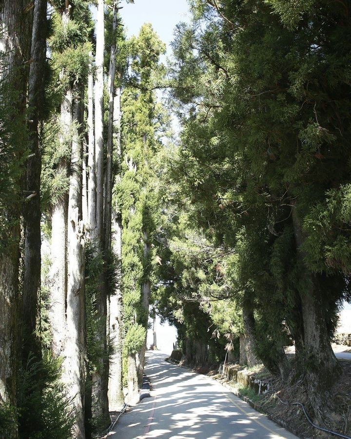 Old Tokaido Road Hike to Hakone Pass