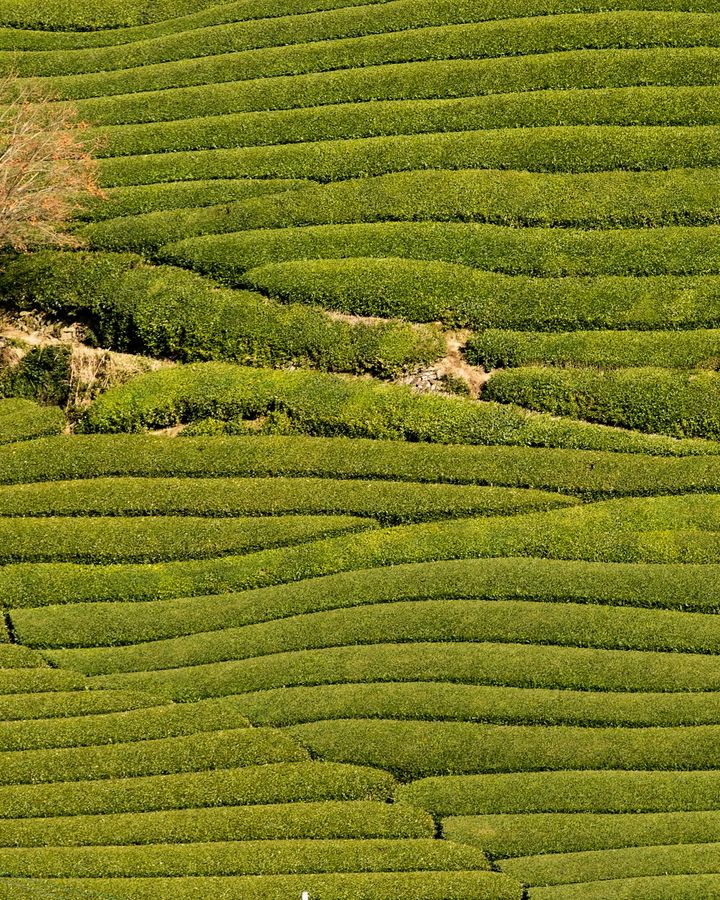 Organic Tea Plantation Tour in Ujitawara