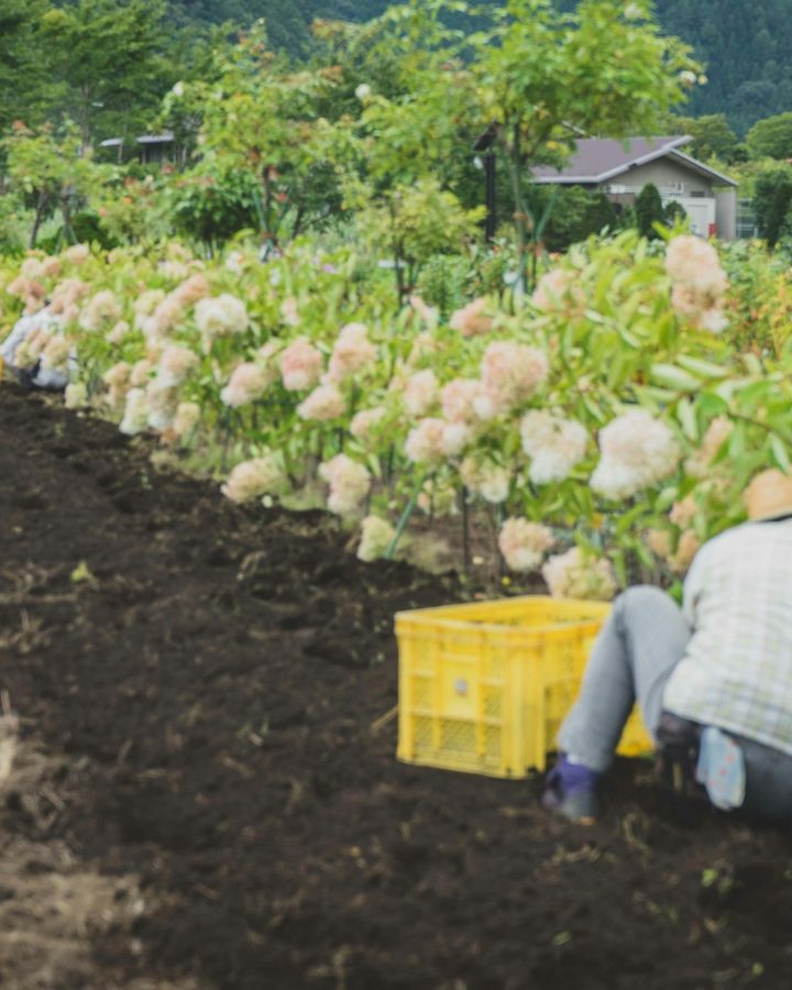 Teshima Island Farm Experience