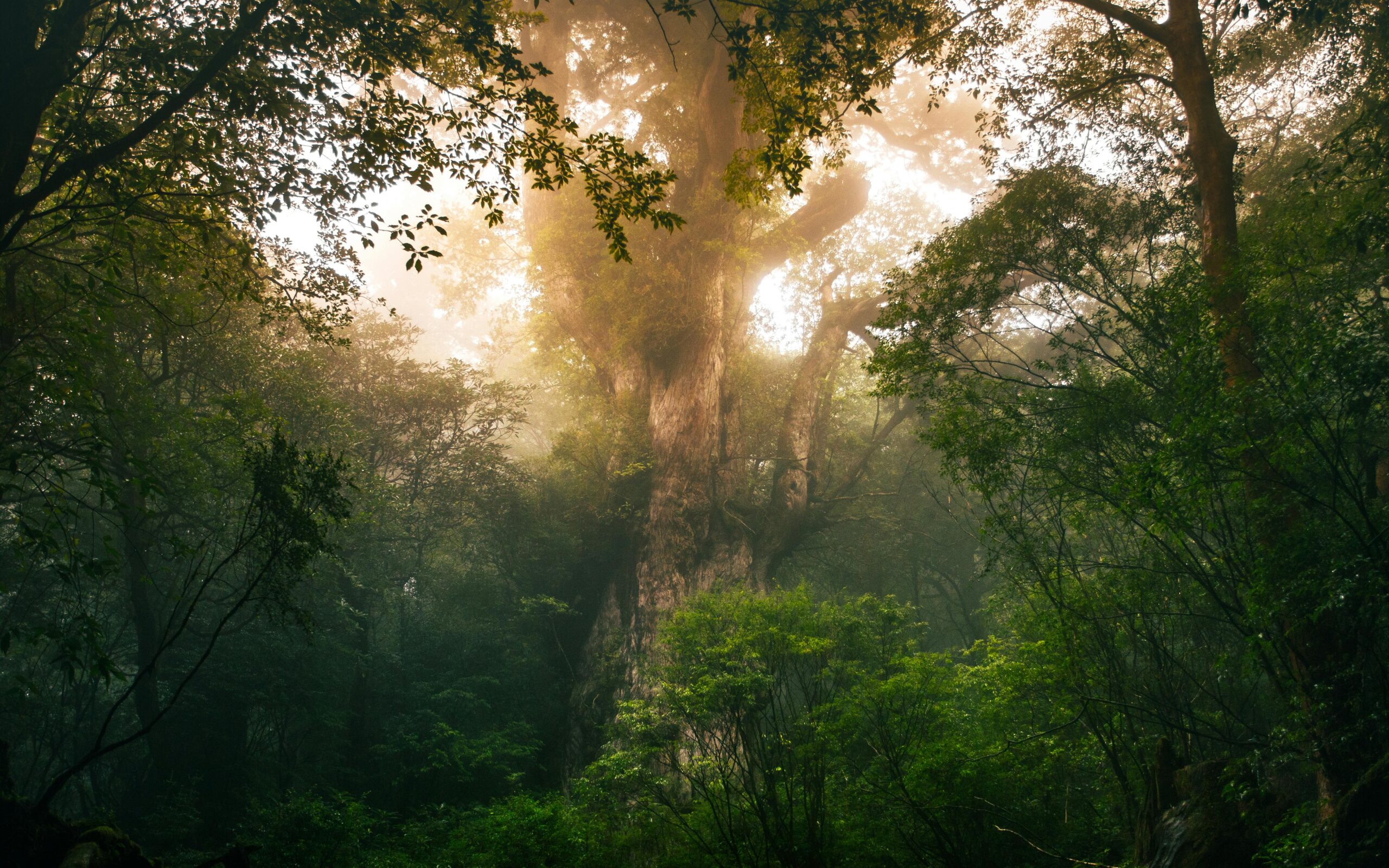 Ancient cedar forest in Nikko, morning mist filtering golden light through centuries-old cryptomeria trees