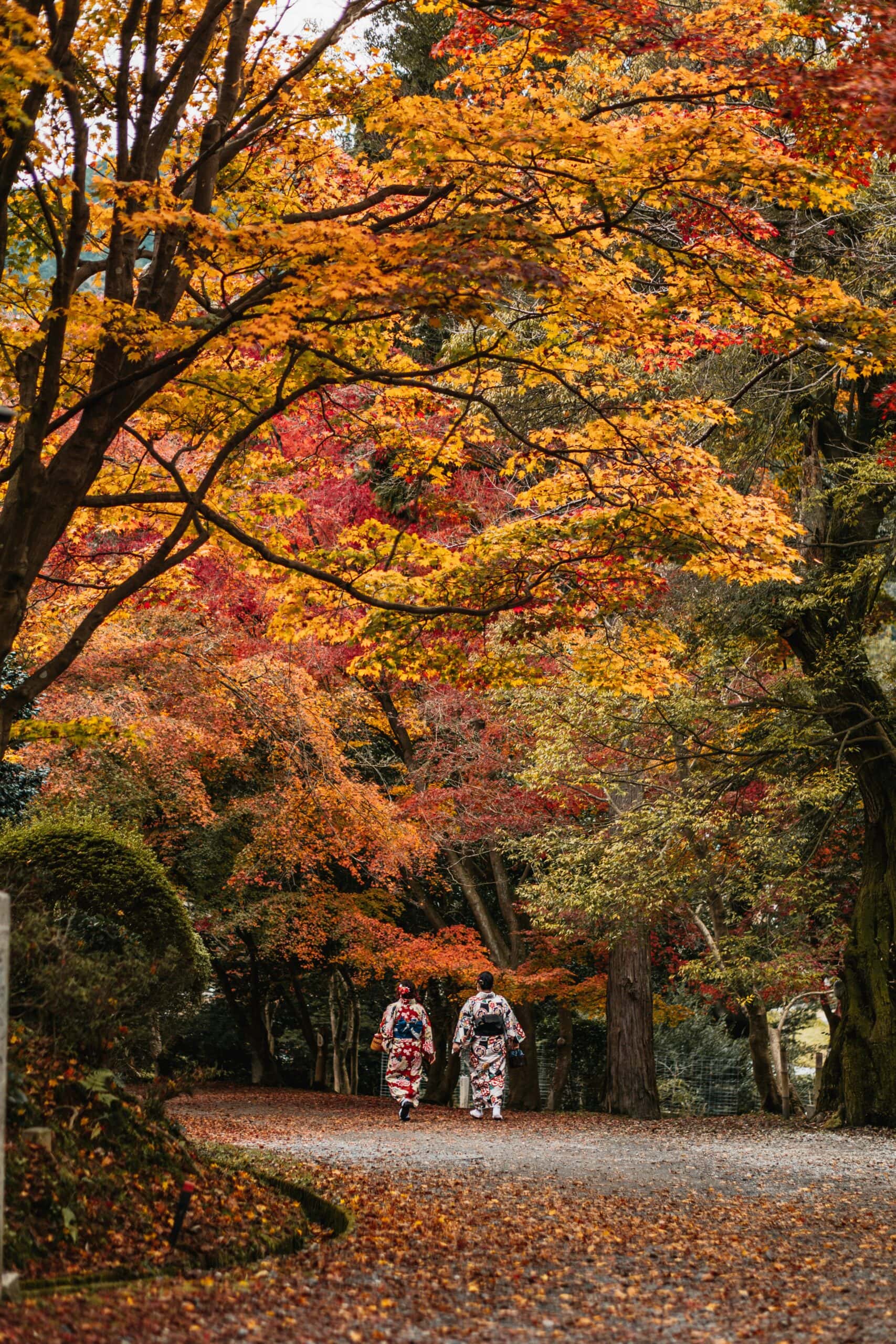Two women in traditional kimono walking away along a gravel path beneath a canopy of amber and crimson autumn foliage