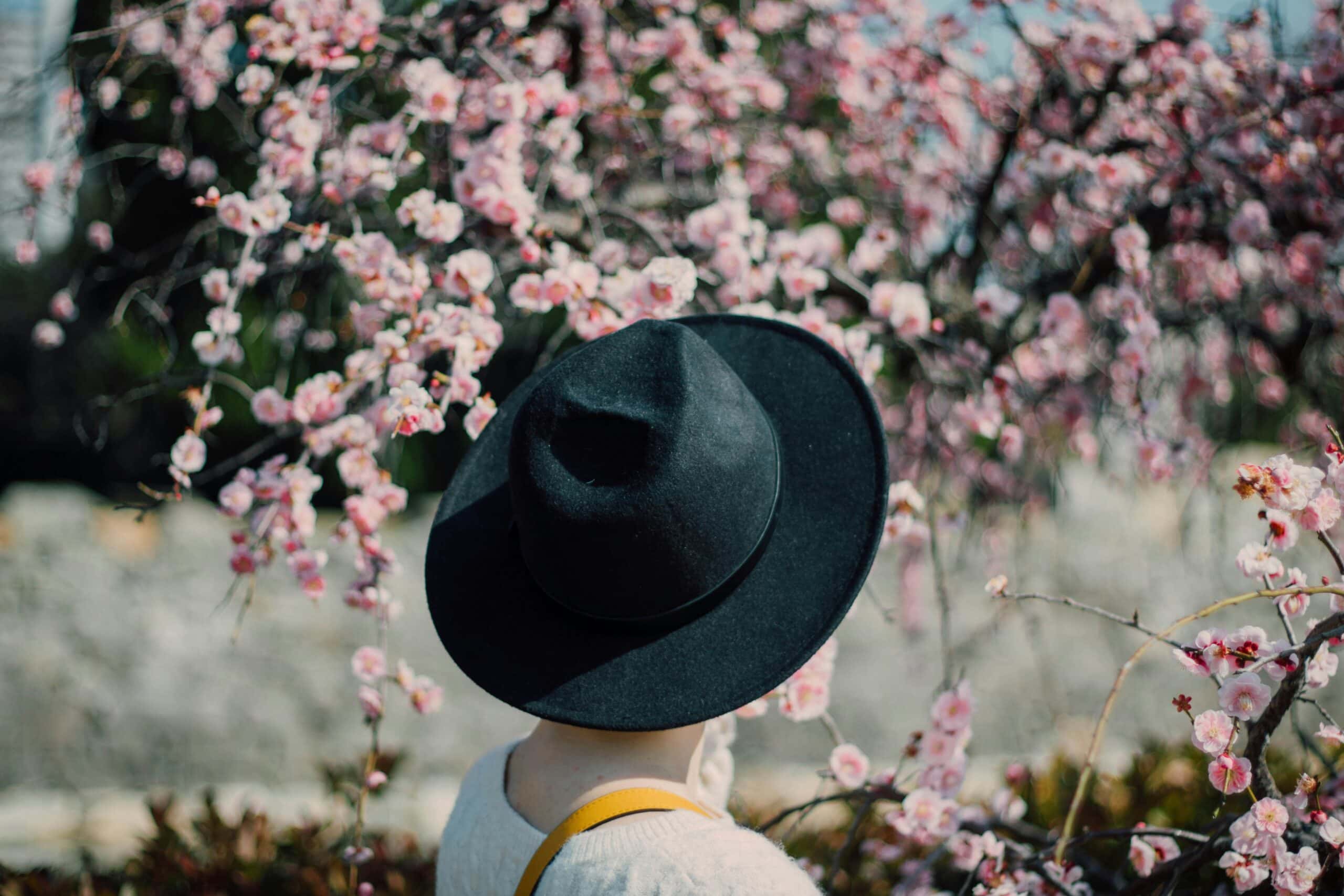 Person seen from behind wearing a wide-brim black hat, surrounded by pale pink cherry blossoms in full bloom