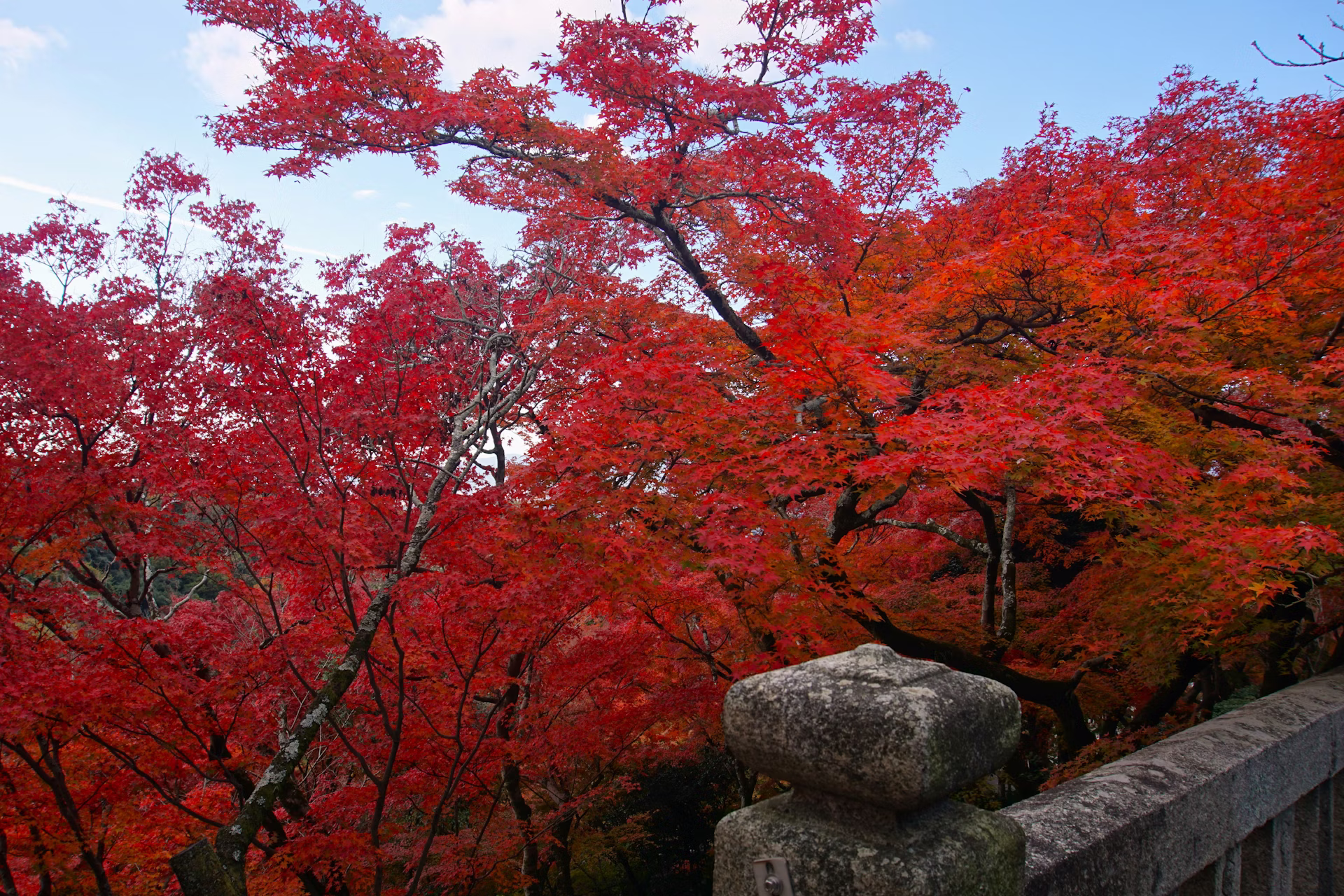 Crimson and amber maple canopy above a Kyoto temple garden in November